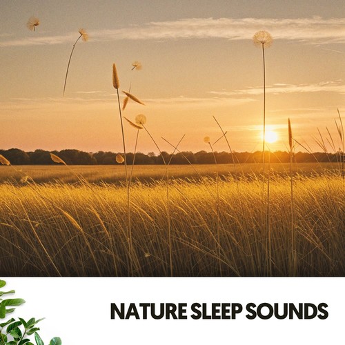 Nature Sleep Sounds: Dreams Whispered by the Wind