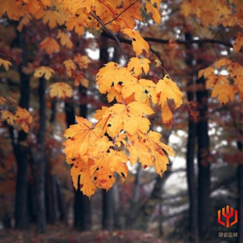 经典电影音乐丨影视原声配乐丨背景纯音乐