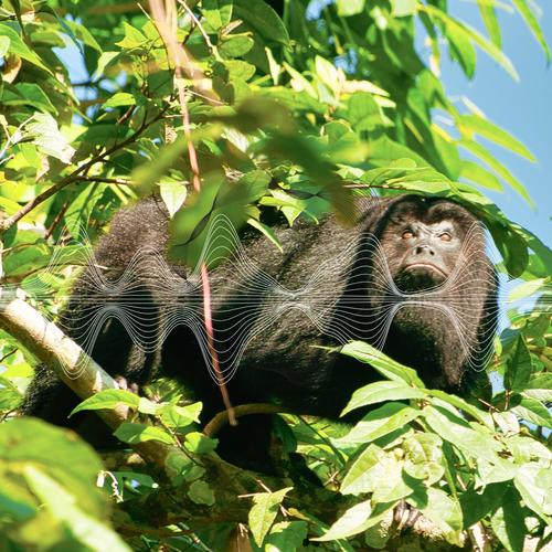 Rainforest soundscapes: Black howler monkey