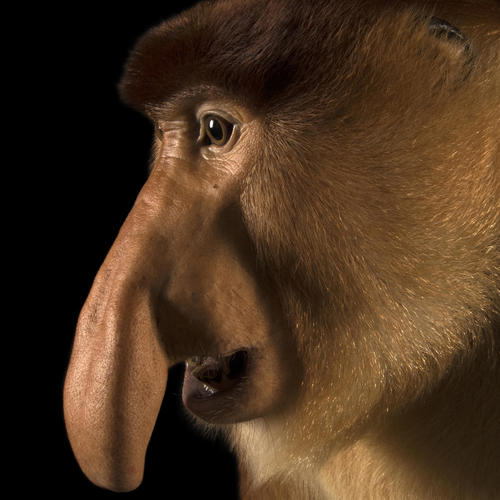 Max McKim's Monkey Munchies Theme