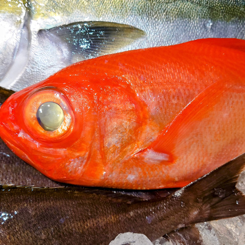 Popeye goldfish
