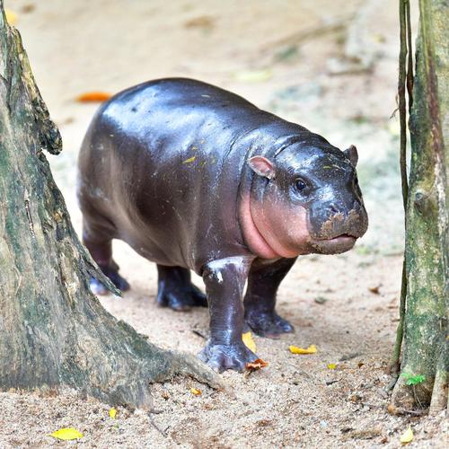 I Want a Hippopotamus for Christmas 2024