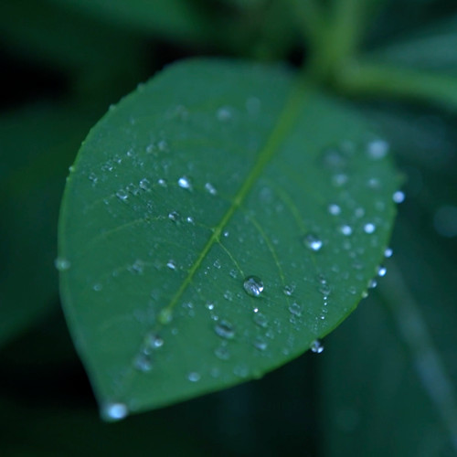 雨声白噪音助眠|大自然|下雨声|深度睡眠|冥想疗愈