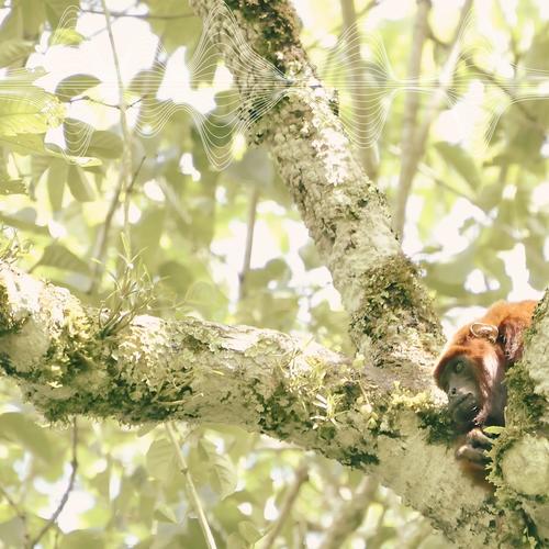 Rainforest Soundscapes: Red Howler Monkey