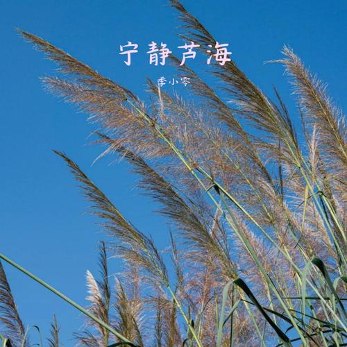 宁静芦海