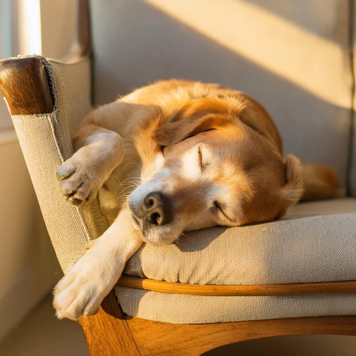 Patas Pacíficas: Música De Guitarra Suave Para Perros