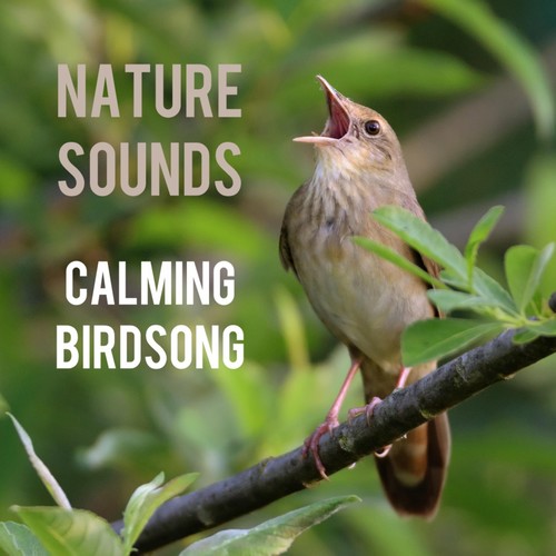 Calming Birdsong