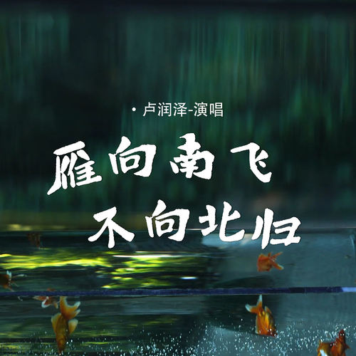 雁向南飞不向北归