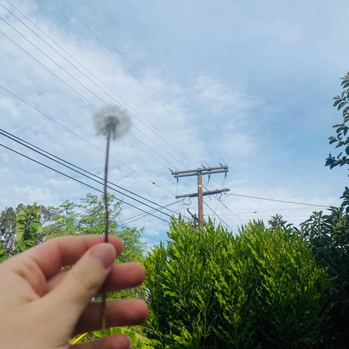 dandelion