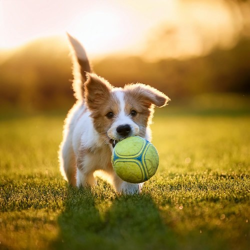 Tiempo De Calma Para Perros: Música Suave