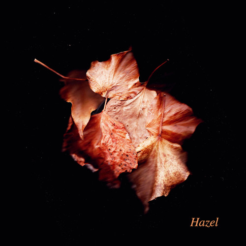 Hazel
