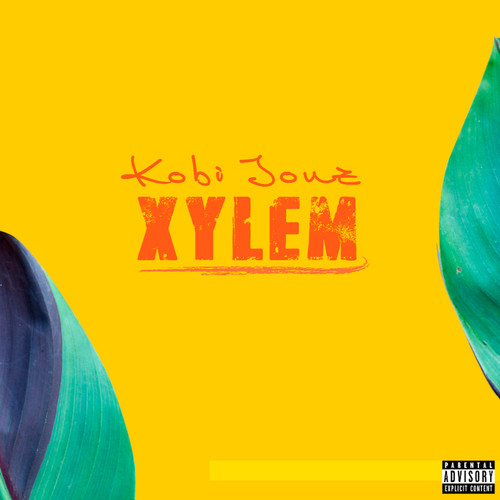 Xylem (Explicit)