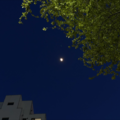 如果爱忘了 - 晚月moon