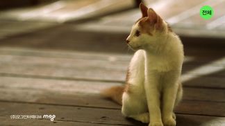 Orange Blossom-Taru
