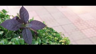 告白气球 (粤语版)-郑子威