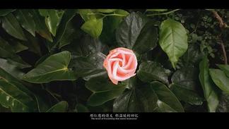 天耀中华 (官方版)-徐千雅