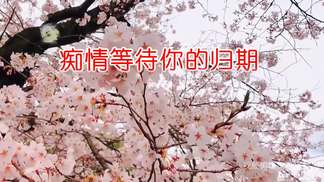 痴情等待你的归期-丛林思语