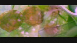 一千零一夜-蜜雪薇琪