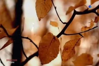 Autumn (Dual Piano)-Brian Crain