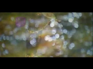 梦中的卓玛-尼玛泽仁·亚东