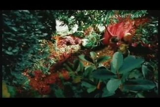 Amarantine-Enya