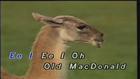 Old MacDonald Had A Farm-儿童歌曲