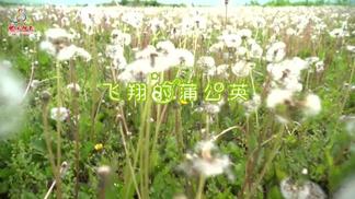 飞翔的蒲公英-许悦莎